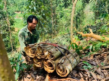 Xuất khẩu quế, hồi sang Canada tăng đột biến