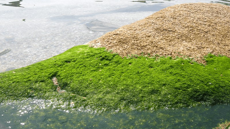 Lộc trời mọc lên từ đá, xưa là món ăn cứu đói nay thành đặc sản nức tiếng vùng cao