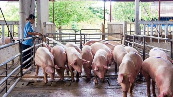 Giá heo hơi hôm nay 1/10: Tiếp đà giảm, thấp nhất 52.000 đồng/kg