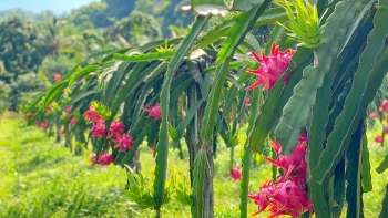 Lý do khiến thanh long Việt mất vị trí dẫn đầu