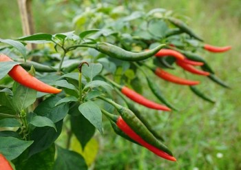 Giá ớt tăng đột biến, 8 tháng đầu năm Việt Nam xuất khẩu 8.296 tấn