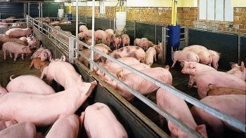 Giá heo hơi hôm nay 2/10: Đi ngang trên cả ba miền, cao nhất 56.000 đồng/kg