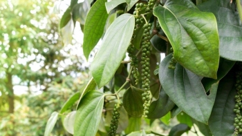 Giá nông sản hôm nay ngày 2/10: Cà phê và hồ tiêu cùng đi ngang