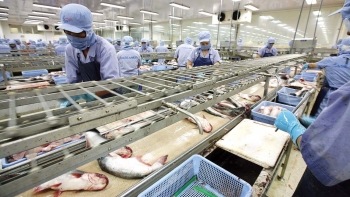 Kim ngạch xuất khẩu thuỷ sản tiếp đà phục hồi