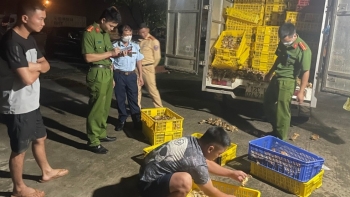 Lạng Sơn: Tạm giữ gần 20 nghìn con gia cầm không rõ nguồn gốc xuất xứ