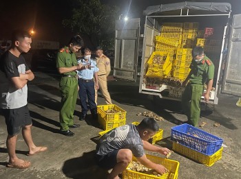 Lạng Sơn: Tạm giữ gần 20 nghìn con gia cầm không rõ nguồn gốc xuất xứ