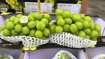 Sự thật đằng sau những chùm nho sữa Nhật Bản căng mọng giá chỉ 50.000 đồng/kg