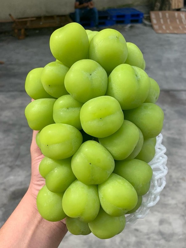 Nho sữa đang được rao bán với giá chỉ trên dưới 100.000 đồng/kg trên chợ mạng