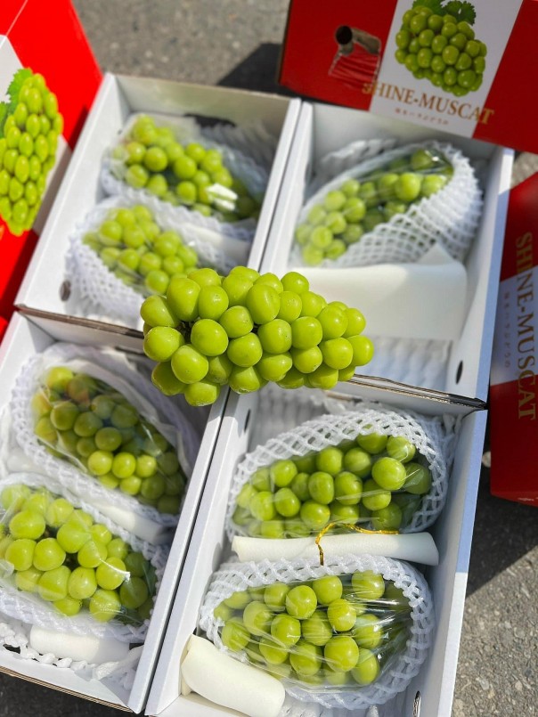 Nho sữa giá rẻ không phải là nho sữa được trồng tại Nhật Bản hay Hàn Quốc