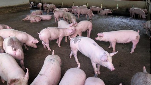 Giá heo hơi hôm nay 3/10: Giảm 1.000 đồng/kg, thấp nhất 52.000 đồng/kg