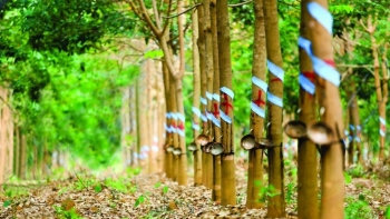 Xuất khẩu cao su đạt gần 1,9 tỷ USD trong 9 tháng năm 2023
