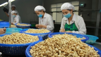 Loại hạt được ví như thực phẩm ”vàng”, đem xuất khẩu thu về 328 triệu USD trong tháng 9