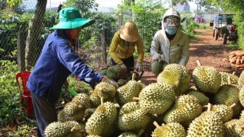 Những hệ luỵ từ việc tranh mua, tranh bán sầu riêng