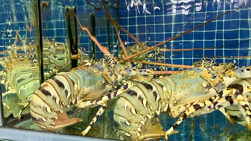 Xuất khẩu tôm hùm sang Trung Quốc giảm mạnh trong 8 tháng đầu năm 2023