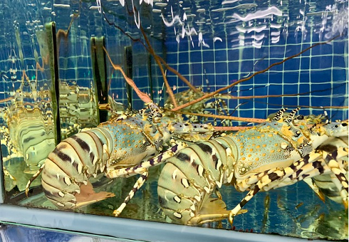 Xuất khẩu tôm hùm sang Trung Quốc giảm mạnh trong 8 tháng đầu năm 2023