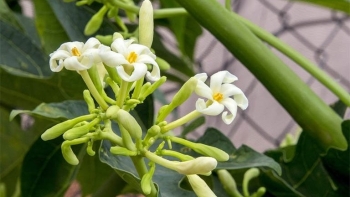 Hoa đu đủ đực, vị thuốc nam với nhiều công dụng tuyệt vời