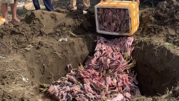 Nghệ An: Phát hiện phương tiện vận chuyển 150kg thịt chim bốc mùi hôi thối