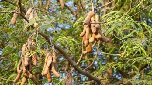 6 loại quả ở Việt Nam bán rẻ như cho, ra nước ngoài đắt gấp chục lần