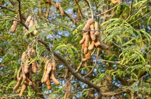 6 loại quả ở Việt Nam bán rẻ như cho, ra nước ngoài đắt gấp chục lần