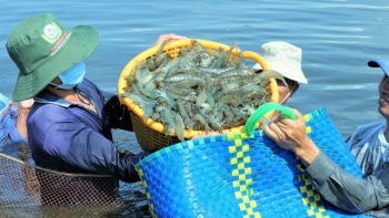 Festival tôm Cà Mau năm 2023: Nâng tầm tôm Việt