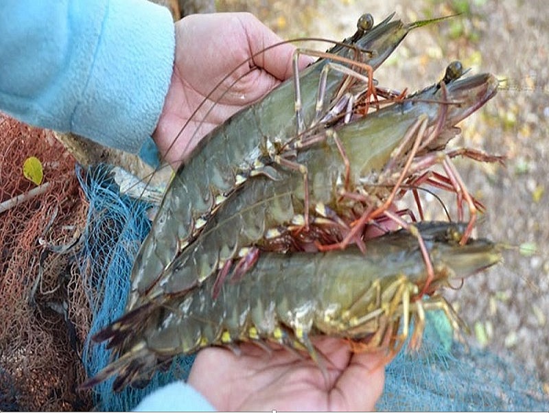 Nuôi tôm là thế mạnh của tỉnh Cà Mau