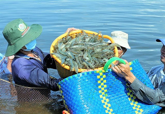 Festival tôm năm Cà Mau 2023: Nâng tầm tôm Việt