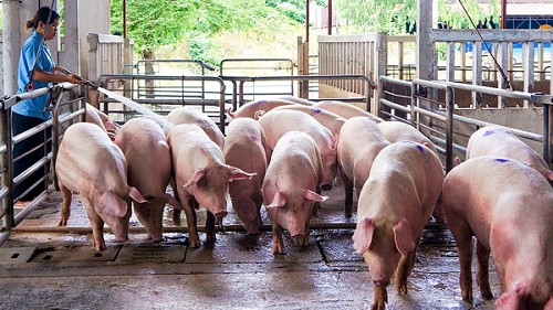 Giá heo hơi hôm nay 5/10: Giảm tiếp 1.000 đồng/kg trên diện rộng