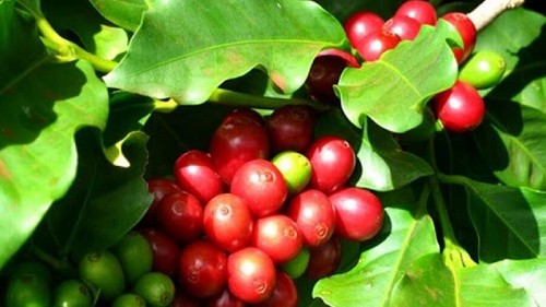 Giá nông sản hôm nay 5/10: Cà phê đồng loạt lao dốc, giá tiêu chững lại ở mức cao nhất 72.000 đồng/kg