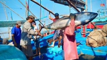 Thủ tướng ra Công điện về gỡ “thẻ vàng” khai thác hải sản