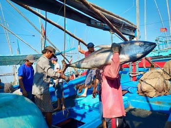 Thủ tướng ra Công điện về gỡ “thẻ vàng” khai thác hải sản