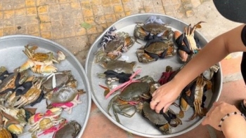 Sự thật đằng sau những con cua Cà Mau cột dây siêu to, giá siêu rẻ ở lề đường