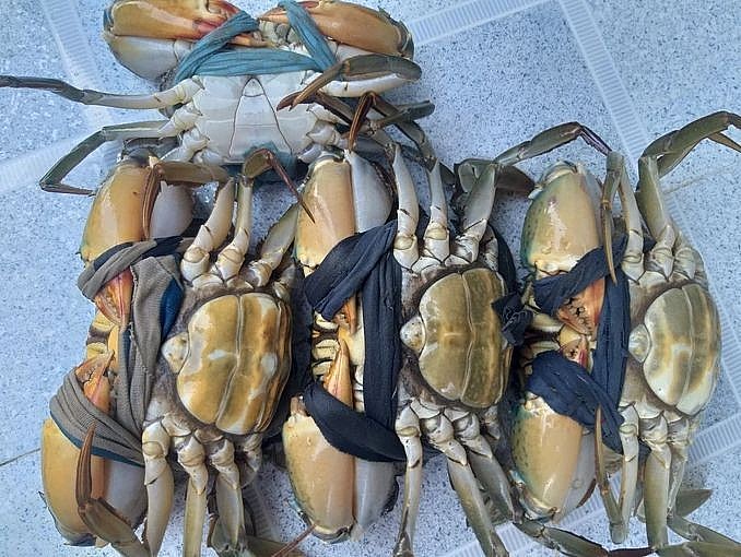 Cua Cà Mau được người dân thu hoạch