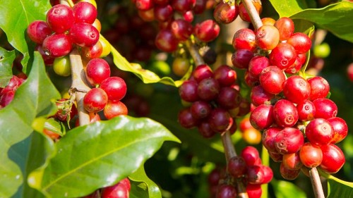 Giá nông sản hôm nay 6/10:  Cà phê và hồ tiêu đồng loạt giảm