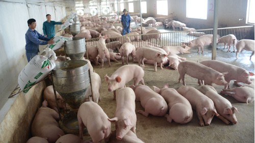 Giá heo hơi hôm nay 6/10: Ghi nhận mức giảm cao nhất 2.000 đồng/kg