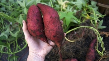 Xuất khẩu nông sản lập kỷ lục, nông dân lãi lớn