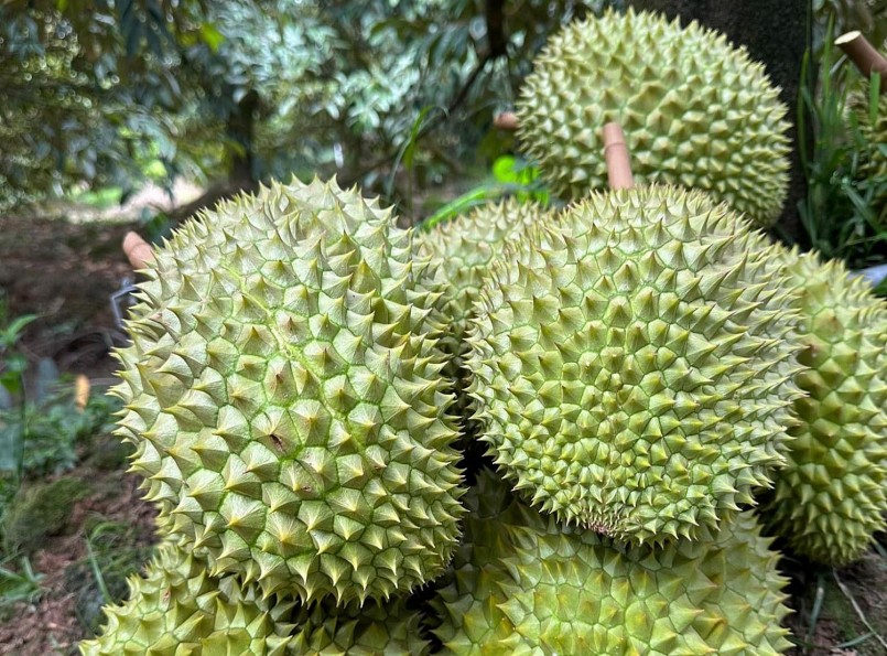 Người trồng sầu riêng trúng đậm nhất