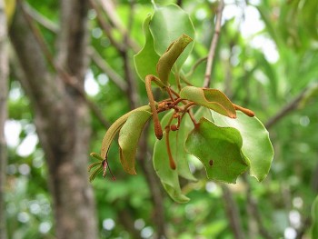 Tầm gửi gạo là loại dược liệu quý