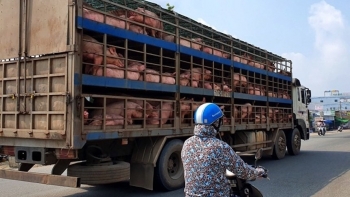 Giá heo hơi liên tục giảm, cách nào gỡ khó cho ngành chăn nuôi?
