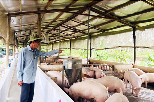 Giá heo hơi hôm nay 7/10: Tiếp tục giảm trên diện rộng