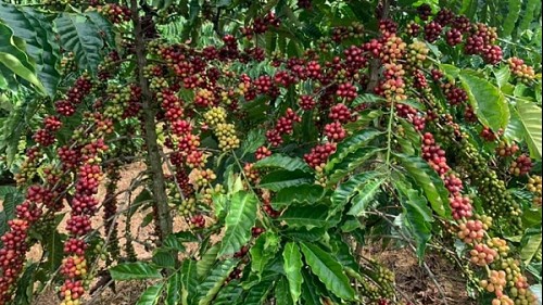 Giá nông sản hôm nay 7/10: Cà phê và hồ tiêu tiếp tục giảm so với hôm qua