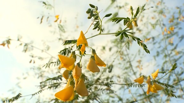 Loài hoa vừa đẹp vừa ngon, giúp thanh nhiệt giải độc, là đặc sản miền Tây