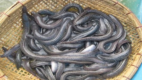 Loài cá được ví “nhân sâm dưới nước”, giá cao ngất vẫn được săn lùng