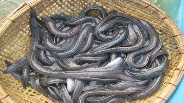 Loài cá được ví “nhân sâm dưới nước”, giá cao ngất vẫn được săn lùng