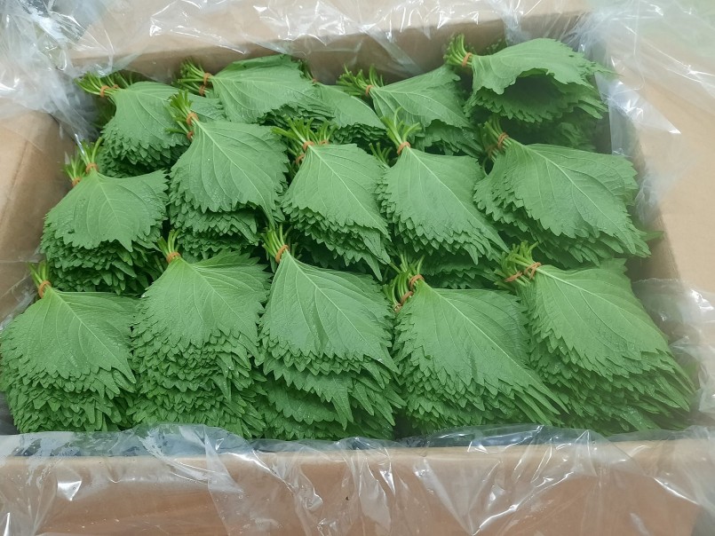 xuất khẩu sang thị trường Nhật Bản, các quy trình trồng cây tía tô đều phải tuân thủ theo kỹ thuật