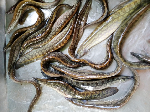 Loài cá được ví “nhân sâm dưới nước”, giá cao ngất vẫn được săn lùng