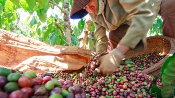 7 tháng đầu năm 2023, Đức nhập khẩu gần 157 nghìn tấn cà phê từ Việt Nam