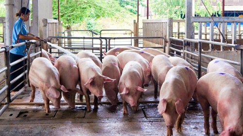 Giá heo hơi hôm nay 8/10: Tiếp tục đi xuống trong tuần tới?