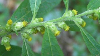 Tác dụng của cây thiên danh tinh