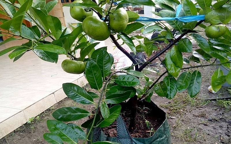 Đặc điểm cây hồng socola đen Đặc điểm cây hồng socola đen