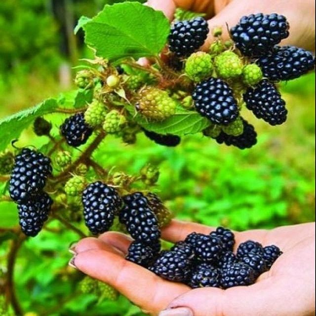 Thực phẩm màu tím vừa ngon vừa bổ